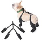 Bouledogue français portant les bottes d'hiver pour chien NordPaw avec bretelles