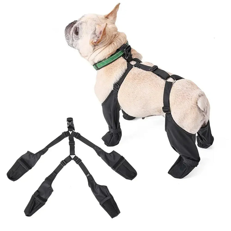 Bouledogue français portant les bottes d'hiver pour chien NordPaw avec bretelles