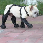 Bouledogue français qui marche dehors avec les bottes NordPaw