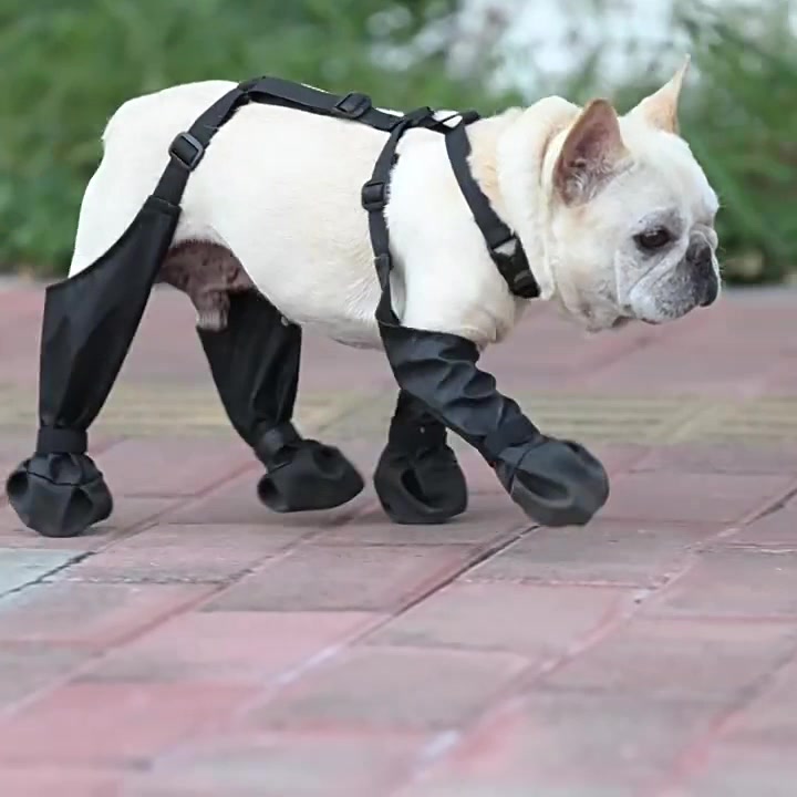 Bouledogue français qui marche dehors avec les bottes NordPaw