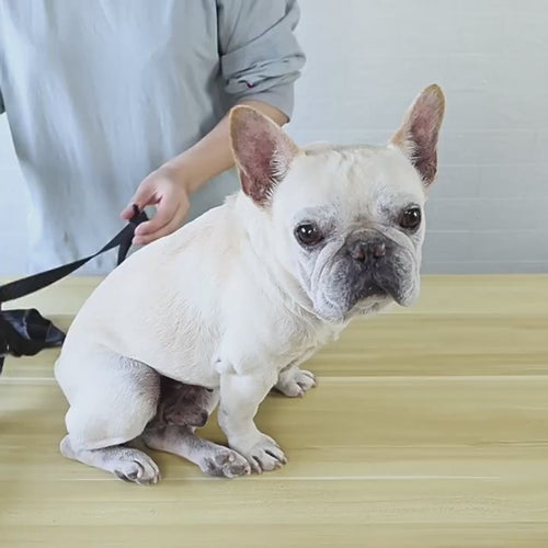 Comment enfiler les bottes pour chien NordPaw avec bretelles